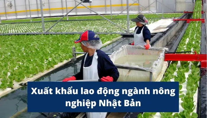 Đơn nông nghiệp Nhật Bản - Khám Phá Những Điều Tuyệt Vời Từ Nền Nông Nghiệp Tiên Tiến